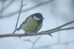 Parus major