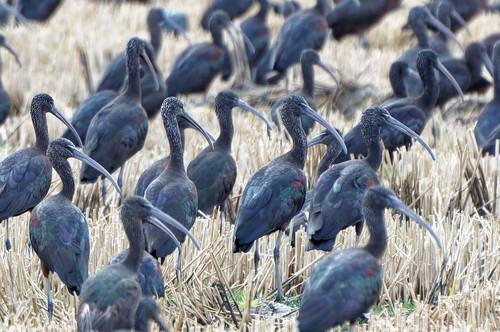 Morito común (Plegadis falcinellus)