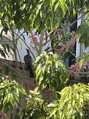 Philemon buceroides yorki