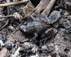 Eleutherodactylus campi