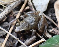 Eleutherodactylus campi