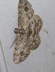 Didymoctenia exsuperata