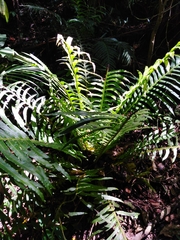 Neoblechnum brasiliense