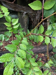 Zanthoxylum simulans