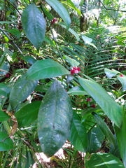 Psychotria nuda