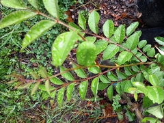 Zanthoxylum simulans