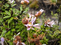 Diplostephium gynoxyoides