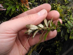 Diplostephium gynoxyoides