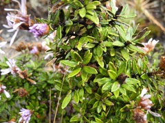 Diplostephium gynoxyoides