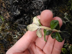 Diplostephium gynoxyoides