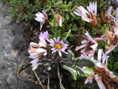 Diplostephium gynoxyoides