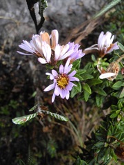 Diplostephium gynoxyoides