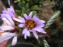 Diplostephium gynoxyoides