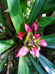 Nidularium innocentii