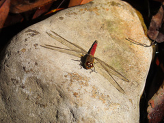 Sympetrum frequens