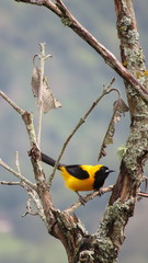 Icterus chrysater