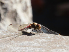 Sympetrum frequens
