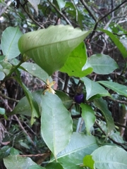 Psychotria suterella