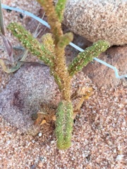 Phacelia integrifolia
