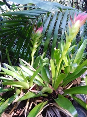 Vriesea erythrodactylon