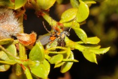 Aetole unipunctella