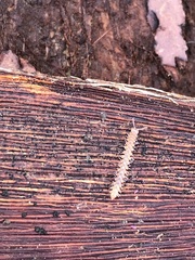 Harpogonopus confluentus
