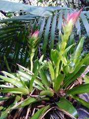 Vriesea erythrodactylon