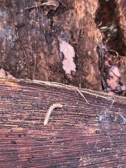 Harpogonopus confluentus