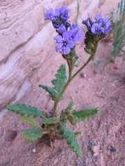 Phacelia integrifolia