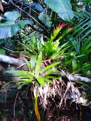 Vriesea erythrodactylon