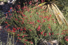 Salvia greggii
