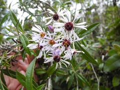 Diplostephium pulchrum