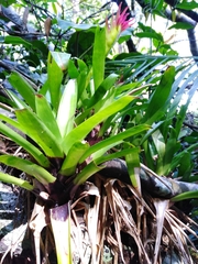 Vriesea erythrodactylon