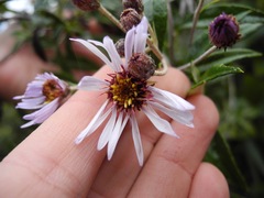 Diplostephium pulchrum