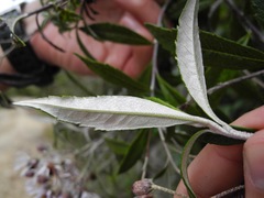 Diplostephium pulchrum