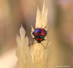 Brontocoris nigrolimbatus