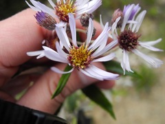 Diplostephium pulchrum