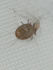 Dermacentor reticulatus