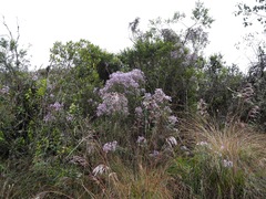 Diplostephium pulchrum