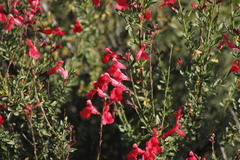 Salvia greggii