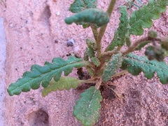Phacelia integrifolia