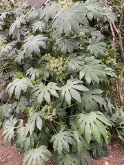 Fatsia