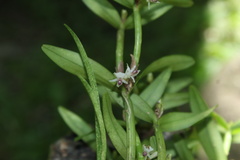 Scaphyglottis prolifera