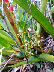 Prosthechea crassilabia