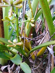 Prosthechea crassilabia