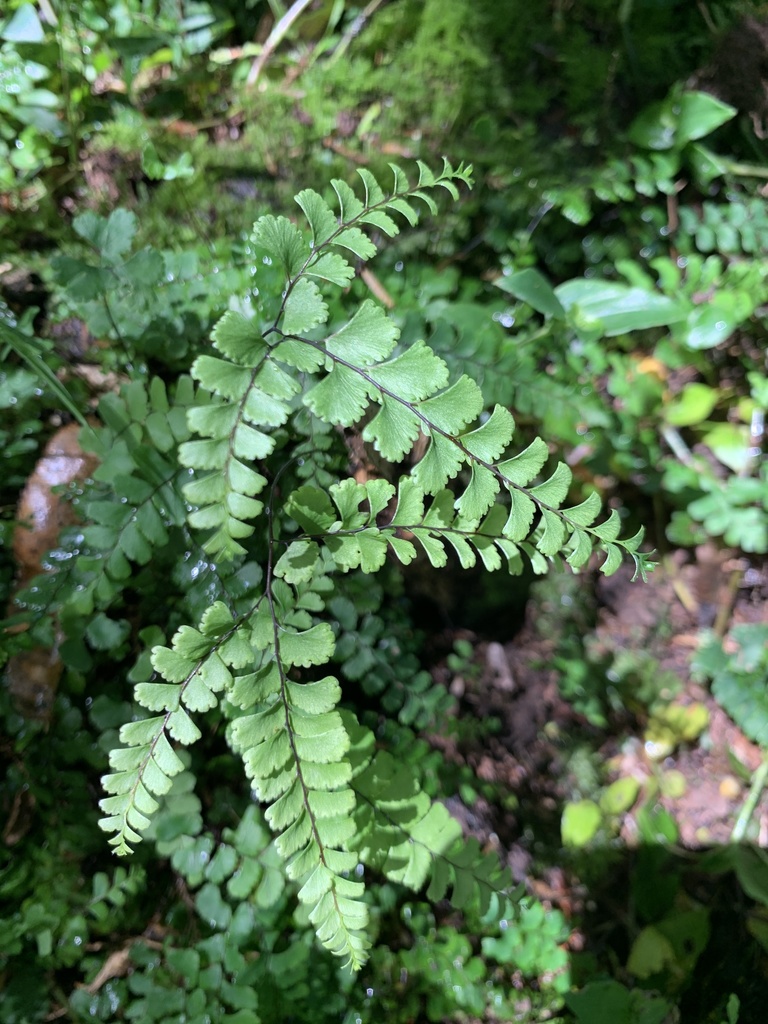 Filmy Maidenhair