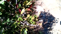 Mascarenhasia