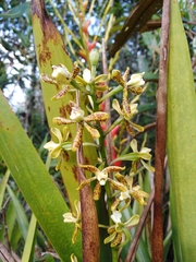 Prosthechea crassilabia