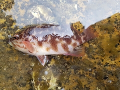 Hypoplectrodes jamesoni