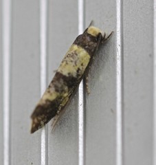 Monopis icterogastra